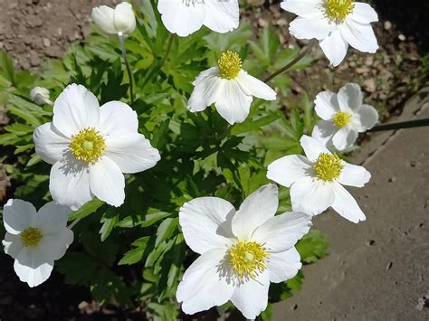 白色花|【白い花一覧】春夏秋冬でわけて名前と画像を見てみ。